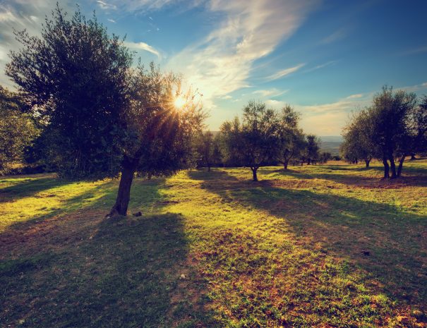 Olive trees in Tuscany, Italy at sunset. Sun shining through leaves. Vintage